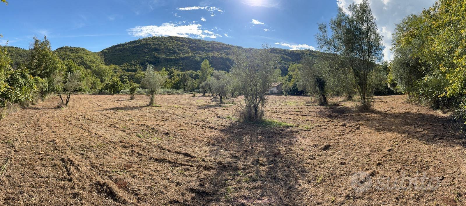 Vendita Terreno Agricolo con Oliveto - Vista 2