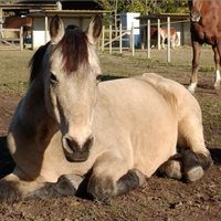 Mezza fida o passeggiata a cavallo