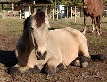 Mezza fida o passeggiata a cavallo