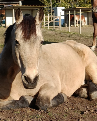 Mezza fida o passeggiata a cavallo