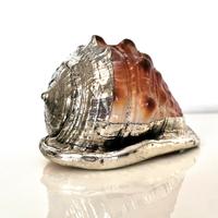 Conchiglia marina in laminato Argento 925