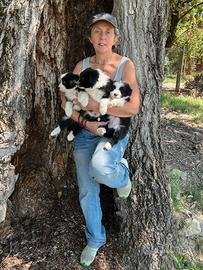 Border Collie Cuccioli