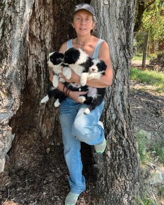 Border Collie Cuccioli