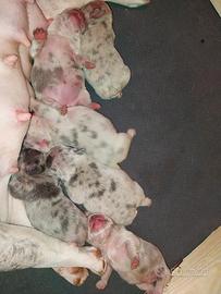 Cuccioli bulldog francese merle