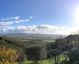 Terreno Uliveto Frutteto Giuncarico Maremma