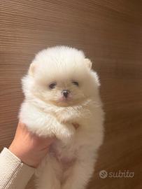 Volpini di pomerania/ Spitz nano