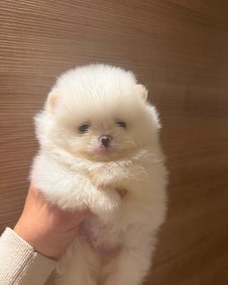 Volpini di pomerania/ Spitz nano
