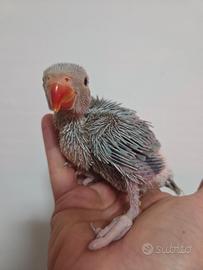 Pappagallo parrocchetto dal collare blu pallid