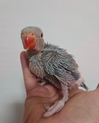 Pappagallo parrocchetto dal collare blu pallid