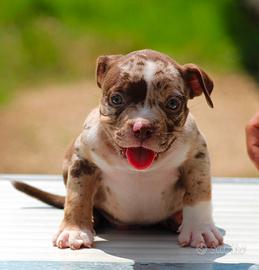Cuccioli di bully