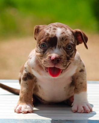 Cuccioli di bully