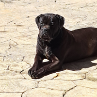 Cane corso per monta