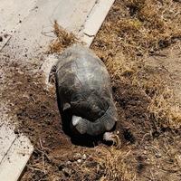 Tartaruga Marginata Sarda femmina riprod