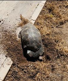 Tartaruga Marginata Sarda femmina riprod