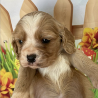 Barboncino cocker cuccioli