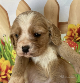 Barboncino cocker cuccioli