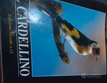 Il Cardellino