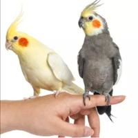 Calopsite allevate a mano