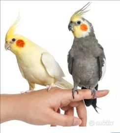 Calopsite allevate a mano