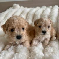Cuccioli Maltipoo