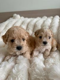 Cuccioli Maltipoo