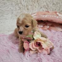 Cuccioli di Maltipoo disponibili