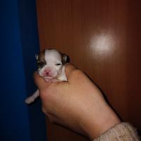 Chihuahua mini toy