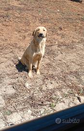 In adozione Wendi incrocio Golden retriever