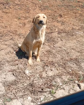 In adozione Wendi incrocio Golden retriever