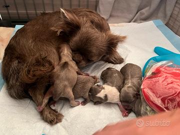 Maschi  chihuahua pedigree pelo lungo