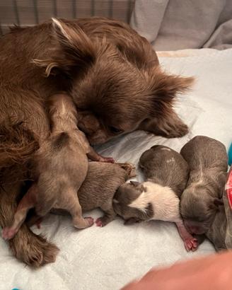Maschi  chihuahua pedigree pelo lungo