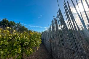 Agrumeto/Vigneto