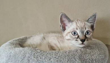 Siamesina tubby point e siamese blu point