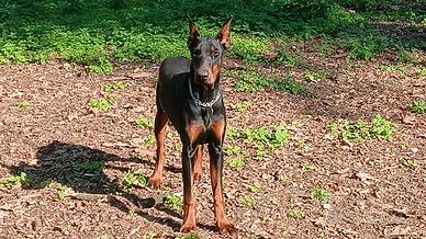 dobermann cucciolona