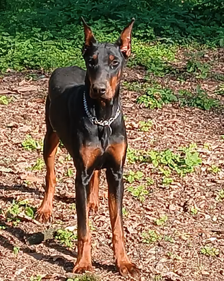 dobermann cucciolona
