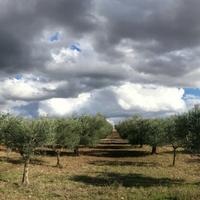 alberi di ulivo Puglia qualità  coratine/leccine