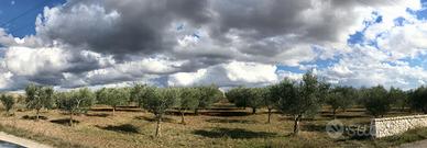 alberi di ulivo Puglia qualità  coratine/leccine