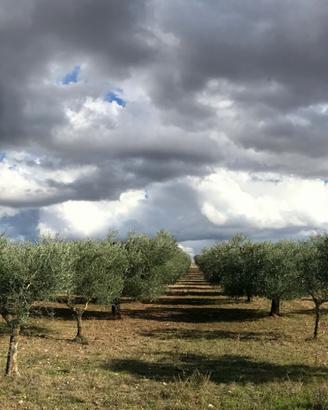alberi di ulivo Puglia qualità  coratine/leccine