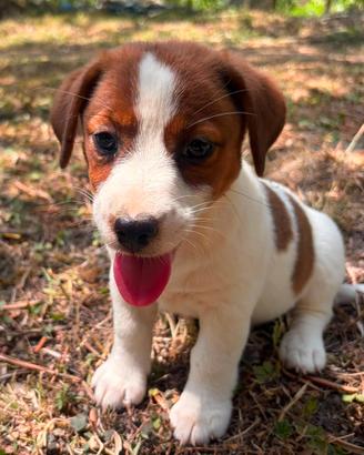 Jack Russell Cuccioli pelo liscio Pedigree ROI