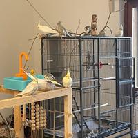 Calopsiti giovanissime allevate a mano