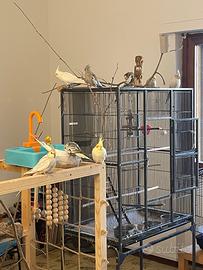 Calopsiti giovanissime allevate a mano