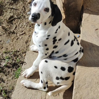 Dalmata cuccioli da Allevamento