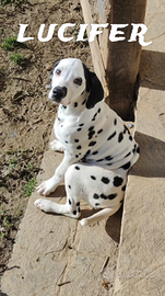Dalmata cuccioli da Allevamento
