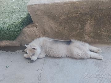 Cuccioli Siberian Husky