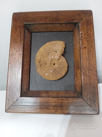 Fossili