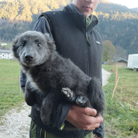 Cucciolo border collie/lagorai