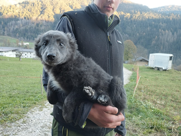 Cucciolo border collie/lagorai