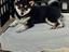 Immagine 4