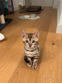Cucciolo di Bengala brown spotted