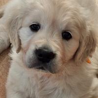 Cuccioli Golden Retriever